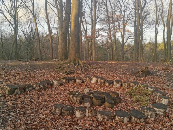 Waldstück mit hohen Bäumen und dichtem Grün in der Umgebung der Kita Vogelhüttenberg, natürlicher Spiel- und Erlebnisraum für Kinder.